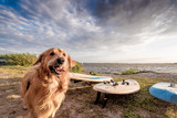 Zadowolony pies na plaży
