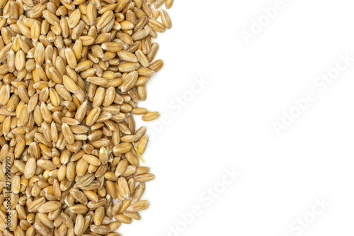 Lot of whole fresh beige dinkel wheat grain copyspace on right flatlay isolated on white background