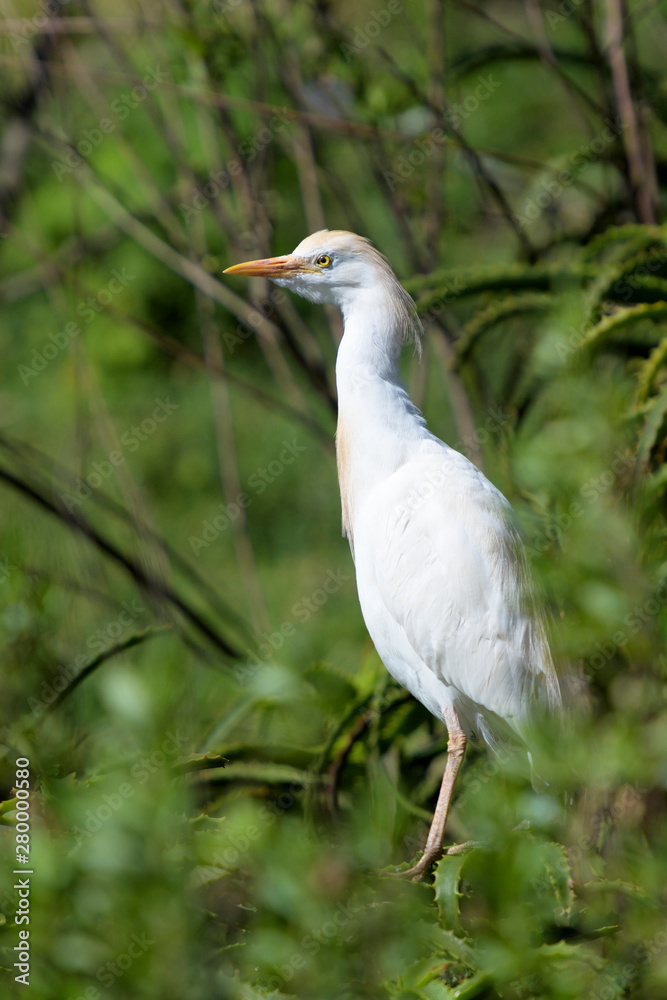 Cattle Egret (Bubulcus ibis) perched in tree, South Africa. Cattle Egret (Bubulcus ibis) perched in tree, South Africa.