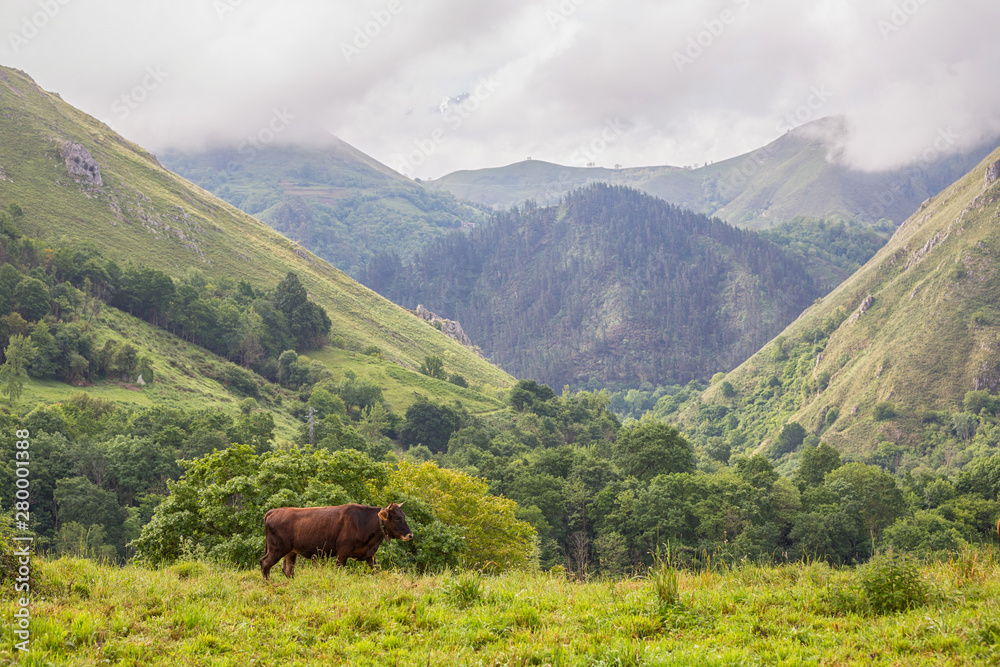 Obraz premium farm cows