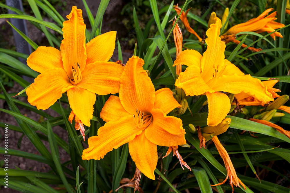 Hemerocallis 'Burning Daylight' a spring flowering plant commonly known as daylily Hemerocallis 'Burning Daylight' a spring flowering plant commonly known as daylily