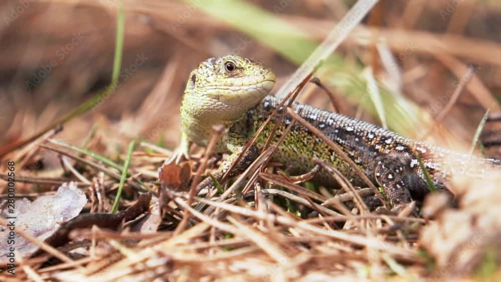 Lizard chilling in the forest. Close up shot Lizard chilling in the forest. Close up shot
