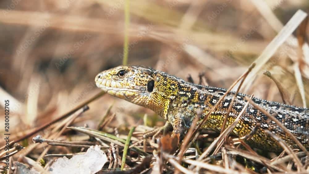 Lizard chilling in the forest. Close up shot Lizard chilling in the forest. Close up shot