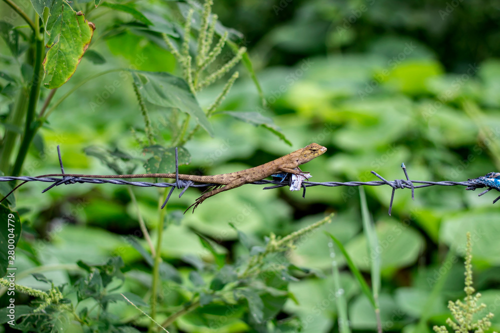 Garden Lizard. Oriental Garden Lizards are agamid lizard found widely in Asian countries. Garden Lizard. Oriental Garden Lizards are agamid lizard found widely in Asian countries.