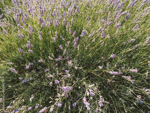 Fields of blloming lavander in Provence. Violet fields of blloming lavander in Provence