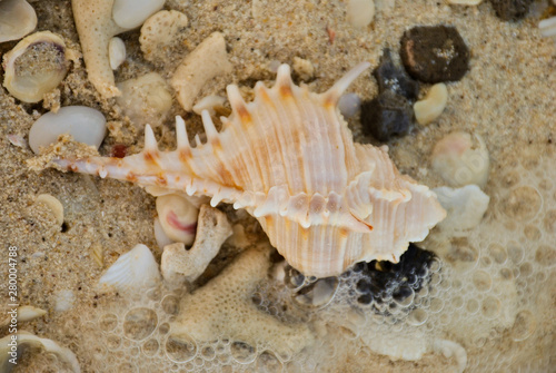 Conch shells and corals in clear sea water
