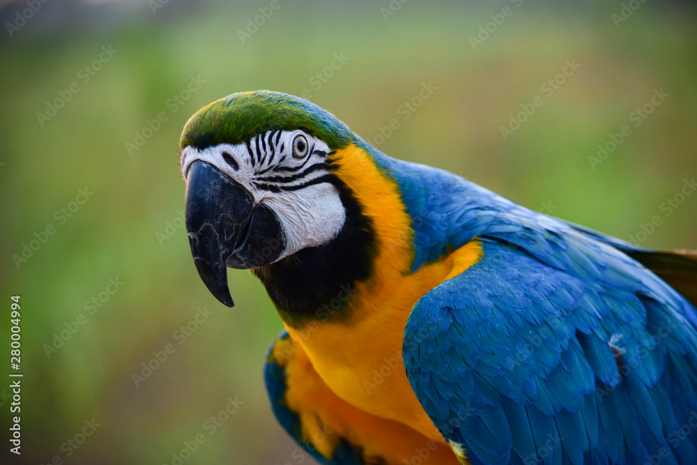 Yellow and blue macaw parrots are looking at food. Yellow and blue macaw parrots are looking at food.