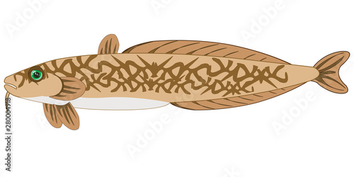Fish burbot on white background is insulated