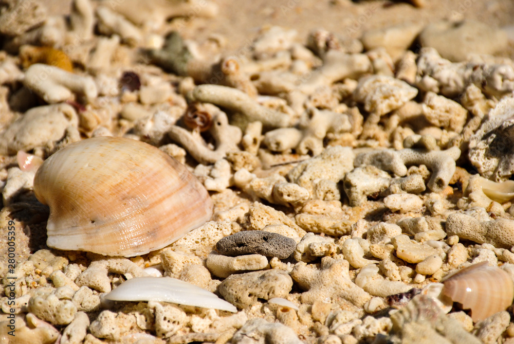 Beautiful patterned shells and coral carcasses on the beach Beautiful patterned shells and coral carcasses on the beach