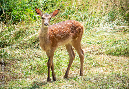 National Park of Abruzzo, Lazio and Molise (Italy) - The summer in the italian mountain natural reserve, with wild animals, little old towns, the Barrea Lake. Here: the little deer fawn © ValerioMei
