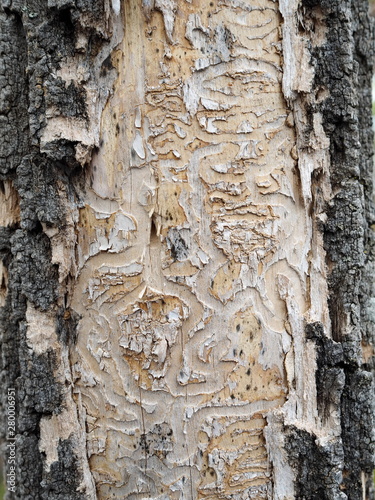 Close up of the damage to the bark of Ash trees (Fraxinus) when the Emerald Ash Borer invasive species takes hold.