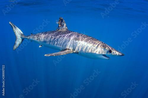 Shortfin Mako Shark photo