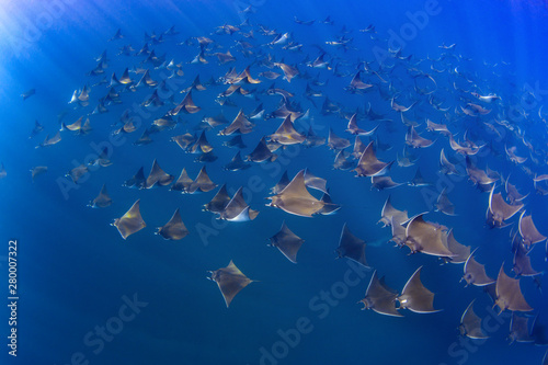 mobula rays