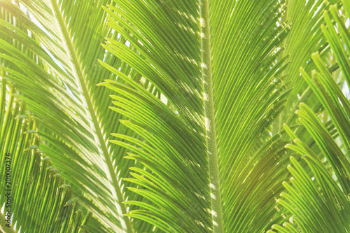 Group of big green leaves of exotic date palm tree  isolated on white background. Tropical plant foliage with visible texture. Pollution free symbol. Close up  copy space.