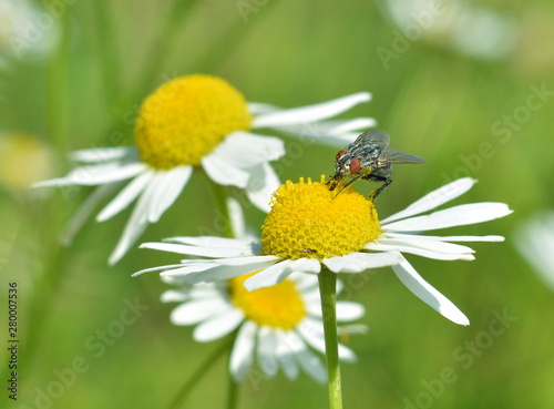 Black fly with red eyes sits on Daisy flower on floral field