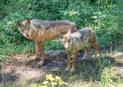 National Park of Abruzzo, Lazio and Molise (Italy) - The summer in the italian mountain natural reserve, with wild animals, little old towns, the Barrea Lake. Here: the wolf