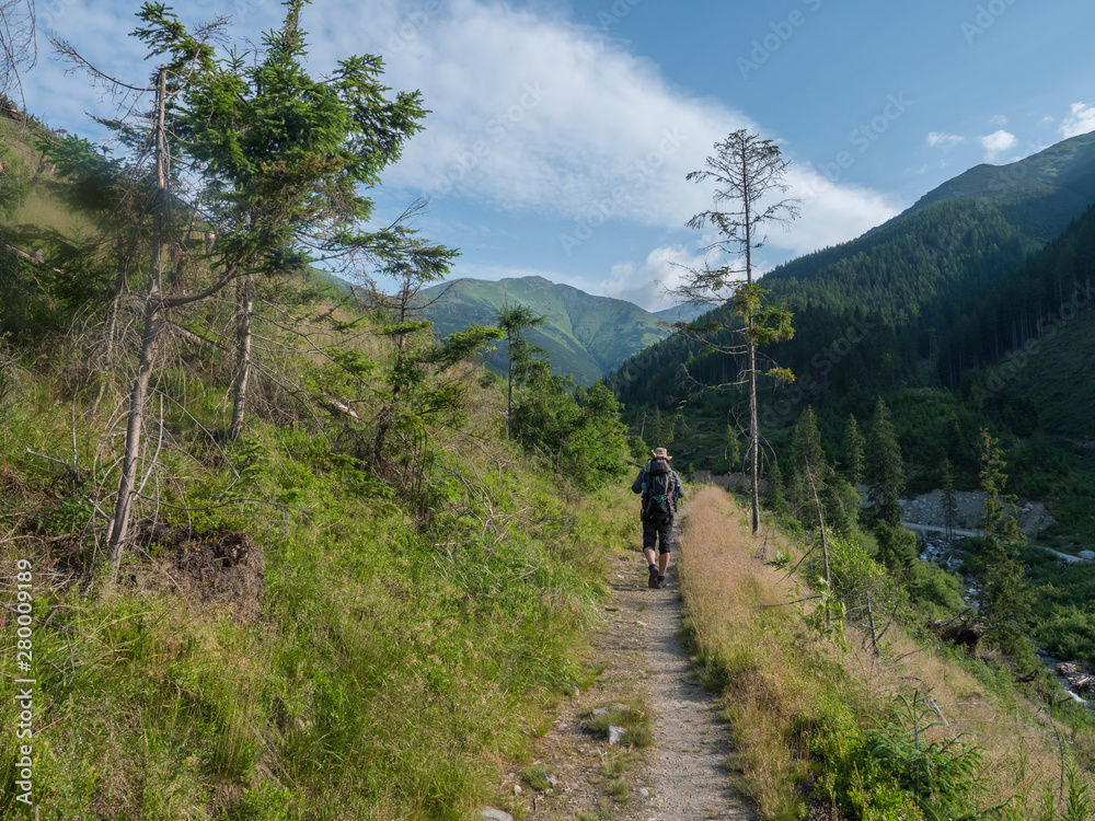 Men hiker with hat and backpack hiking on path from Ziarska dolina. Lush green grass, spruce trees and montain peaks. Western Tatras mountains, Rohace Slovakia, summer sunny day, blue sky