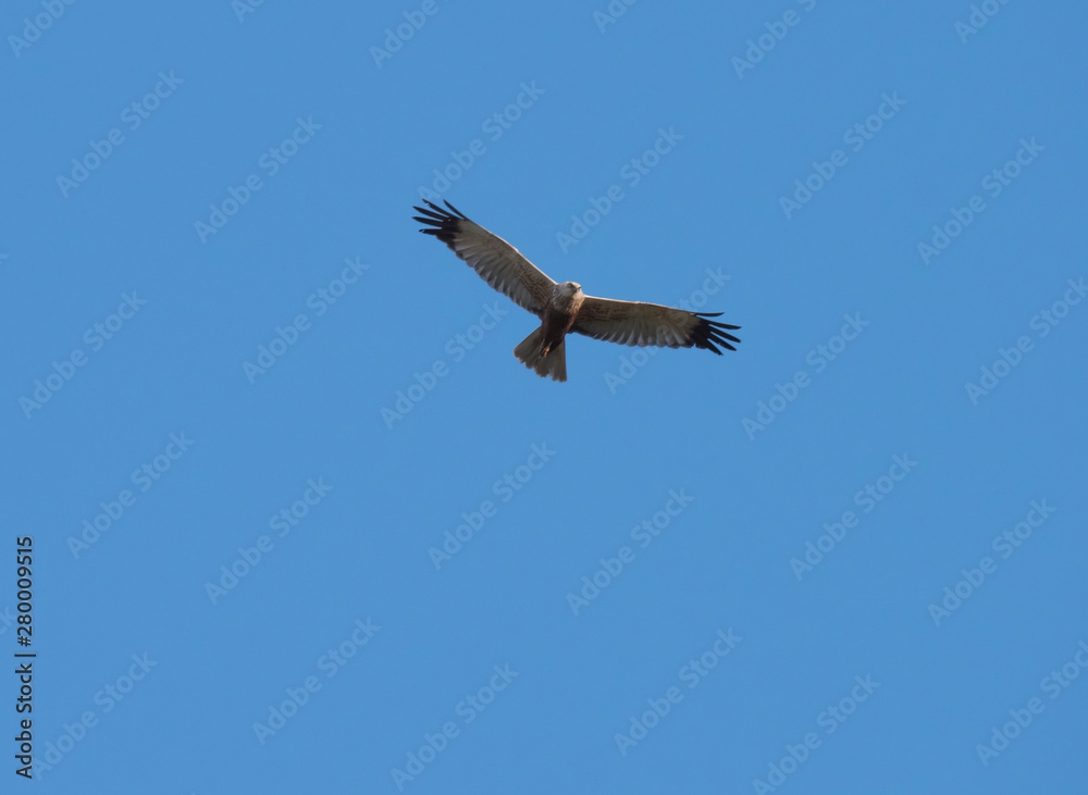 Obraz premium western marsh harrier Circus aeruginosus flying against clear blue sky