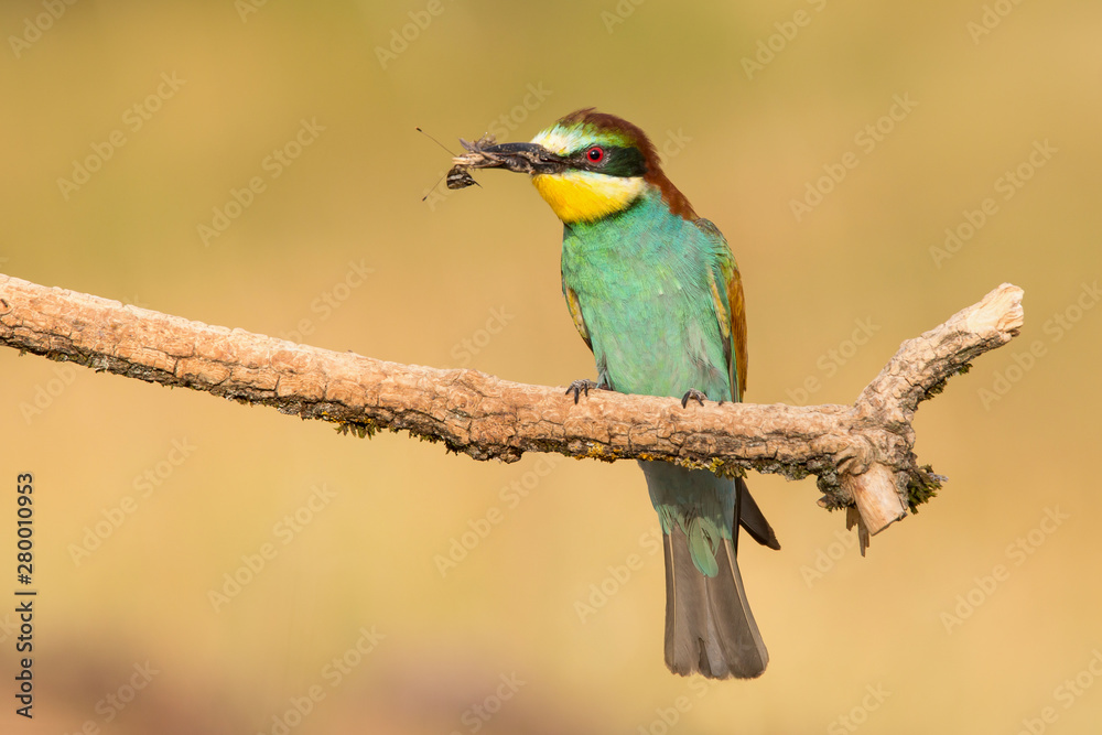 Obraz premium European Bee-eater, Merops apiaster, beautiful bird sitting on the branch with insects in beak.