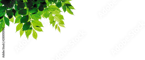 Green leaves isolated on white background with copy space