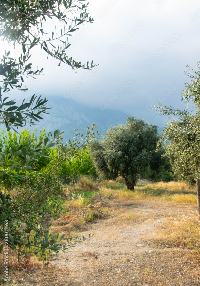Beautiful view of olive trees and mountains Beautiful view of olive trees and mountains