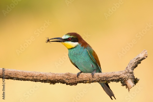 European Bee-eater, Merops apiaster, beautiful bird sitting on the branch with insects in beak. © Branislav