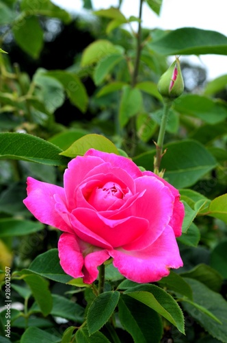 pastel pink rose in full glory - sign of love