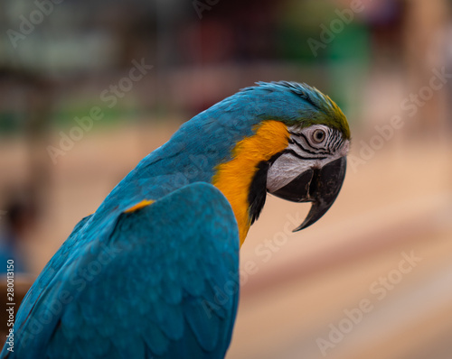Macaw New World Parrots in Captivity © hyserb