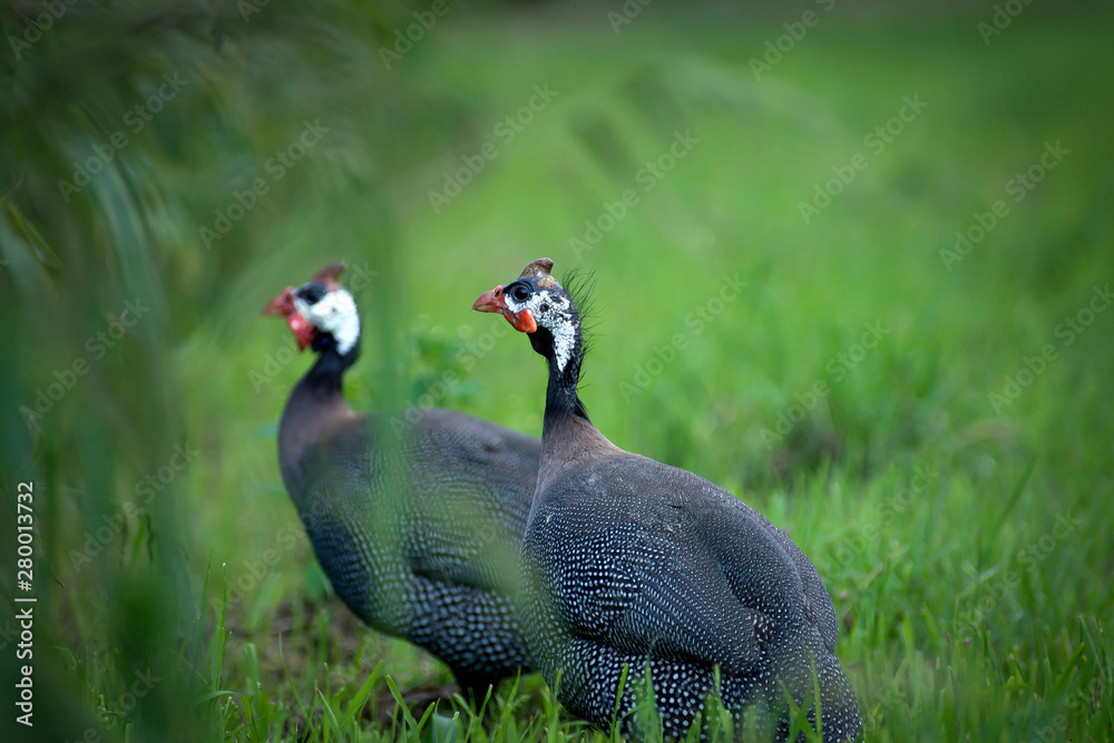 A beautiful bird with beautiful plumage walks in nature on green grass. A beautiful bird with beautiful plumage walks in nature on green grass.