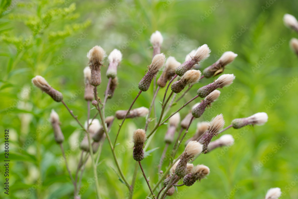 fluffy seed heads of cirsium arvense wild flowers fluffy seed heads of cirsium arvense wild flowers
