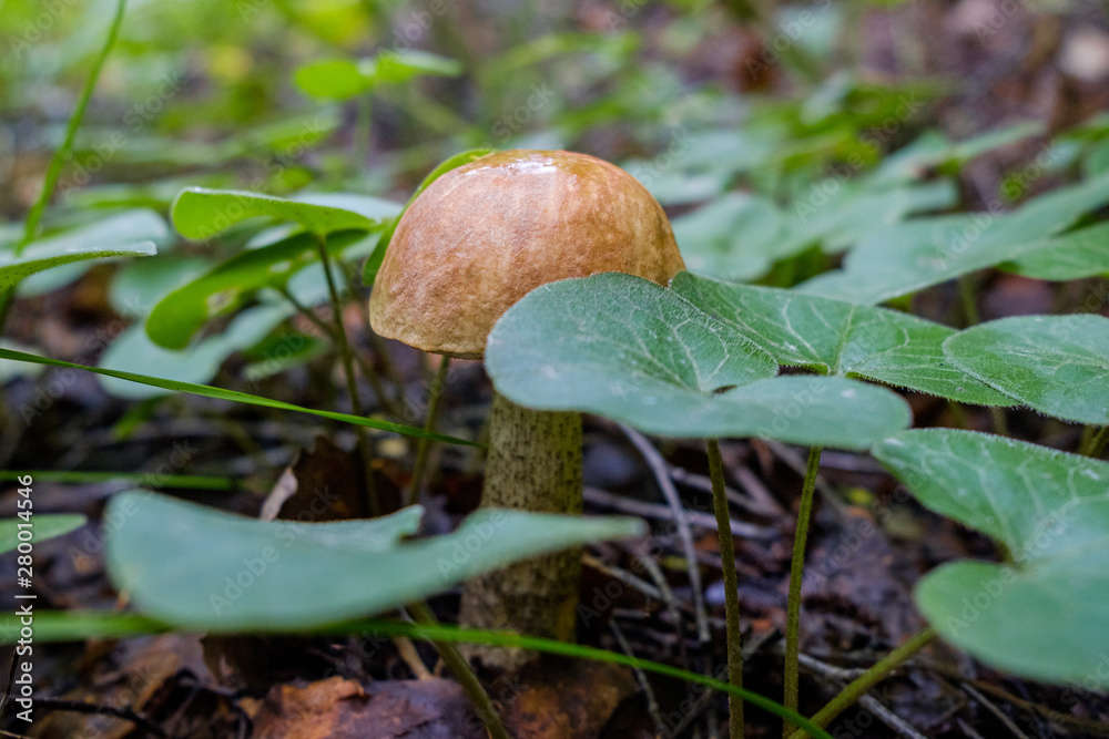 Forest boletus mushroom growing in the forest. Natural source of vegetable protein. Traditional Russian delicacy.