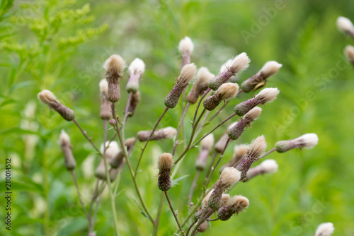 fluffy seed heads of cirsium arvense wild flowers