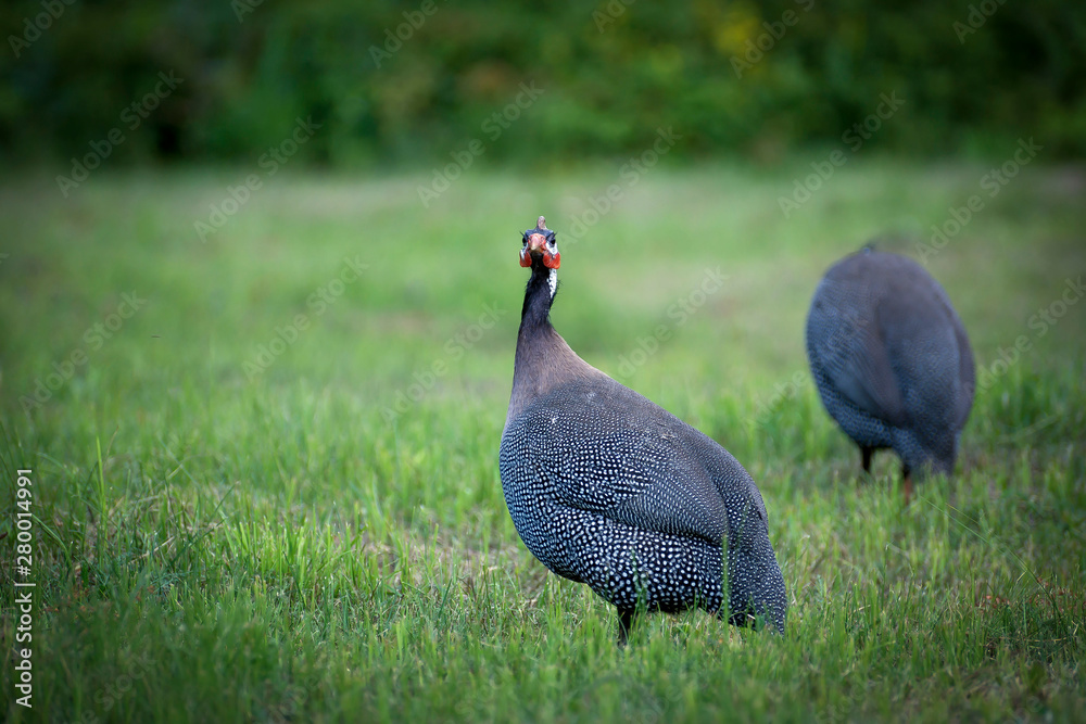 A beautiful bird with beautiful plumage walks in nature on green grass. A beautiful bird with beautiful plumage walks in nature on green grass.
