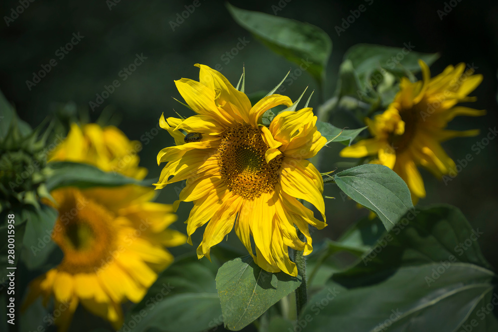 Obraz premium It is a sunflower looks so beautiful. It has yellow color flower.