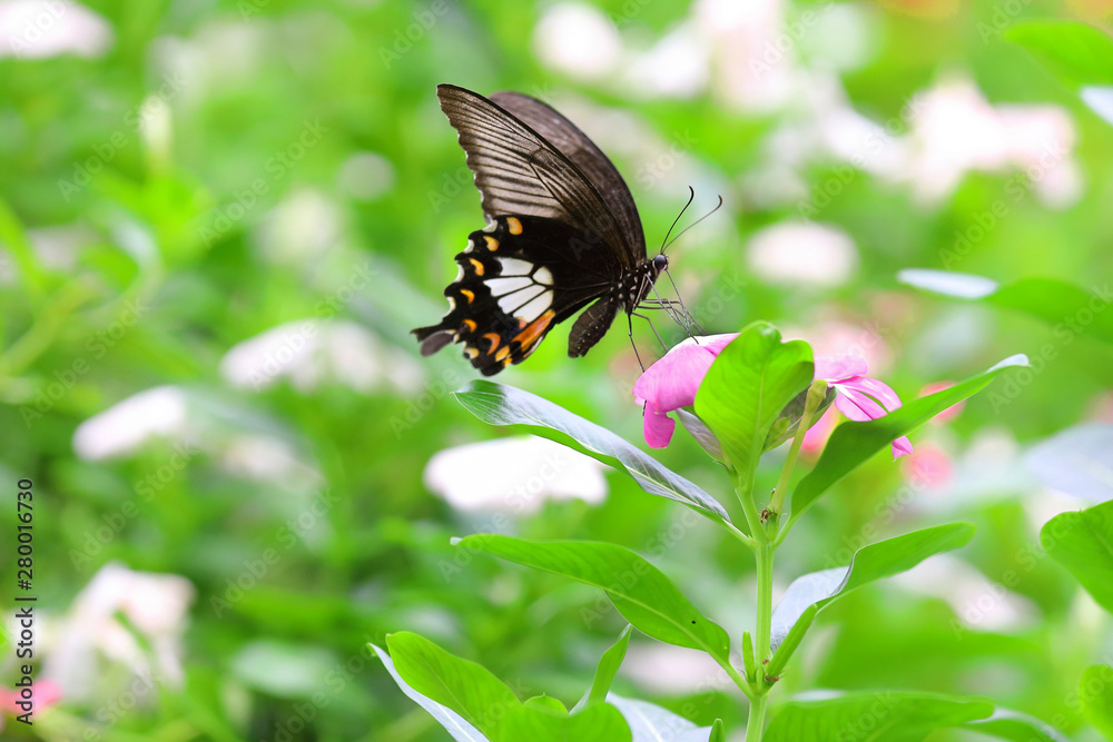 Beautiful butterfly and colorful flower in the garden. Beautiful butterfly and colorful flower in the garden.