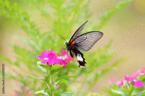 Beautiful butterfly and colorful flower in the garden.