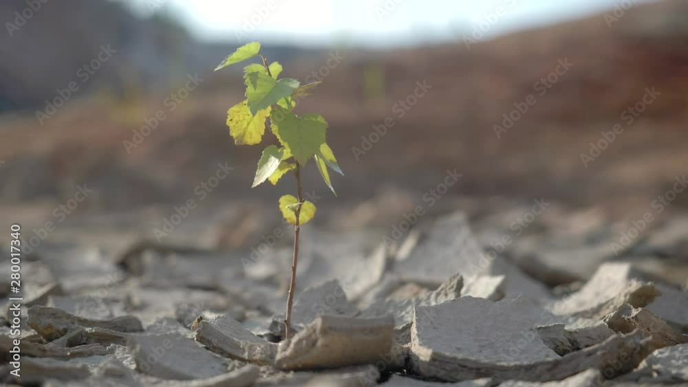 Extreme Heat Drought Lack Of Water Drying Plant Desert. Drought