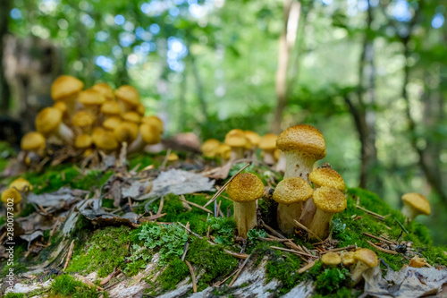 Honey Agaric mushrooms grow on tree in autumn forest. Group of wild mushrooms Armillaria.