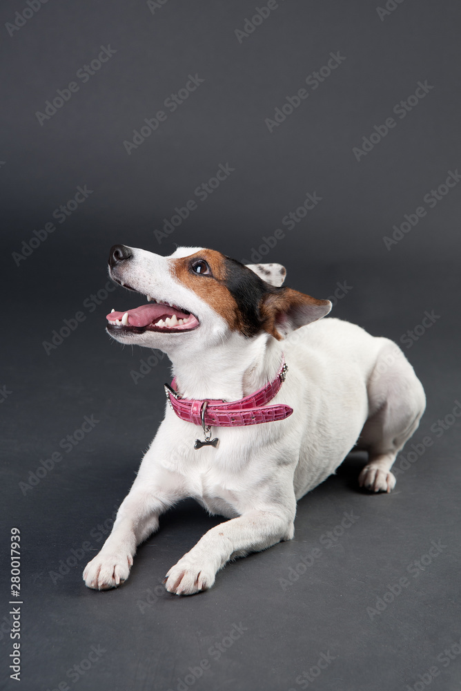 Jack russell terrier lying on black background. Smiling dog