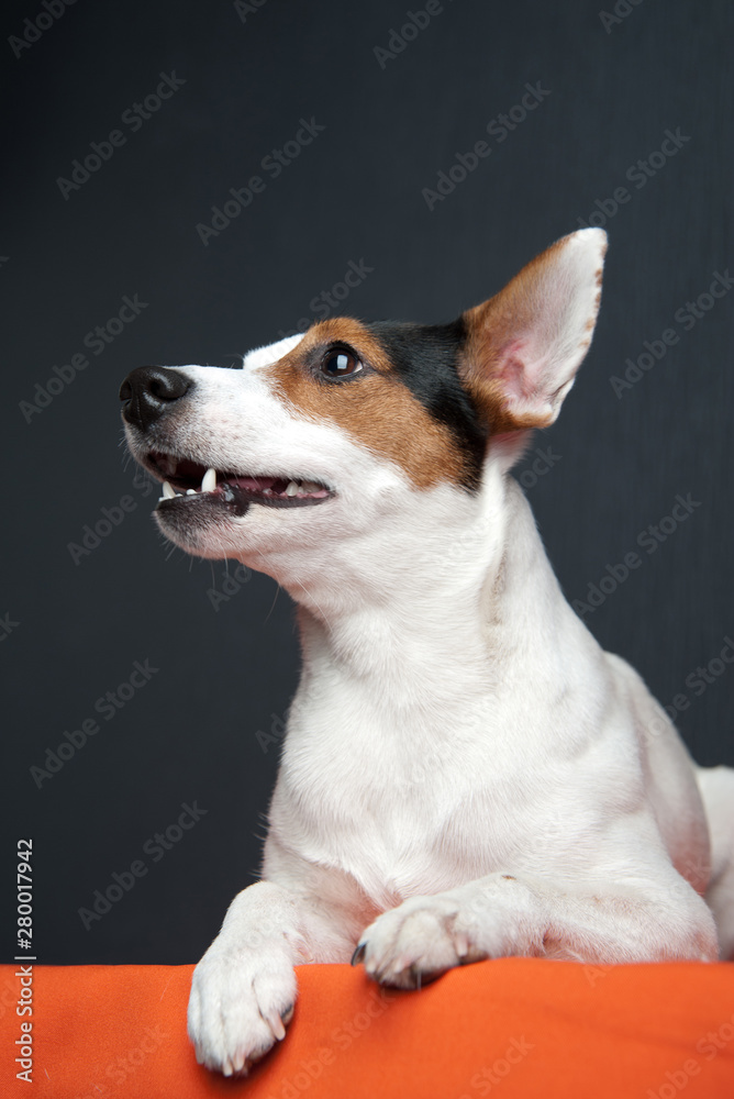 Jack russell terrier lying on dark background. Smiling dog.
