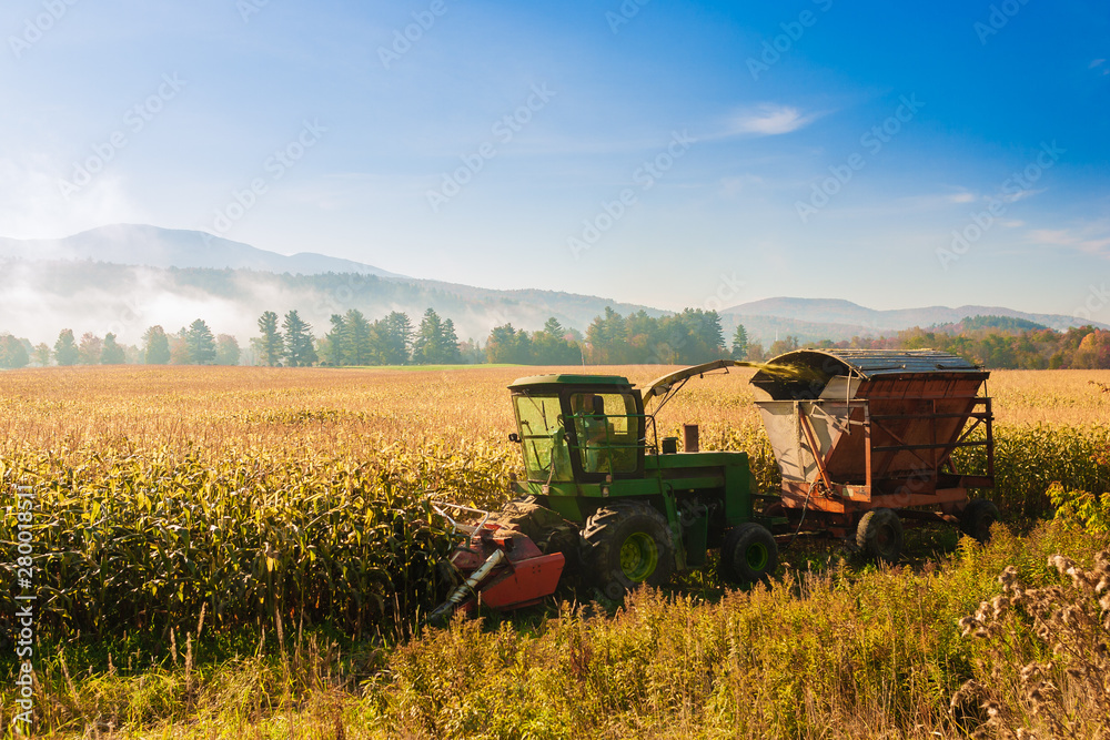 Naklejka premium Cultivating corn in early fall, Stowe Vermont, USA