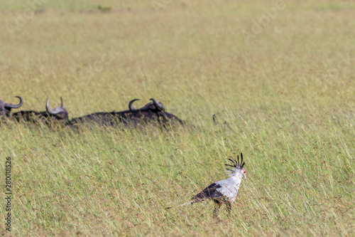 Grassland with a Secretary bird and African buffalos