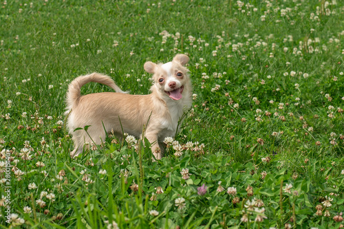 Chihuahua puppies Cute Chihuahua puppies walk, frolic and smile on the green grass in the Park