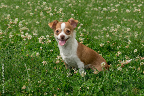 Chihuahua puppies Cute Chihuahua puppies walk, frolic and smile on the green grass in the Park