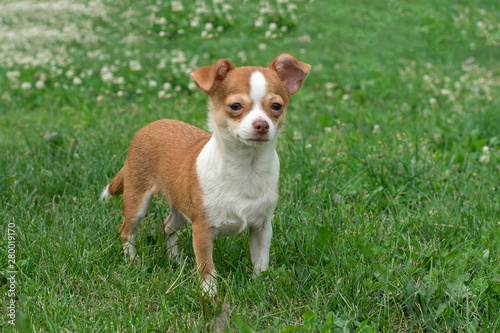 Chihuahua puppies Cute Chihuahua puppies walk, frolic and smile on the green grass in the Park