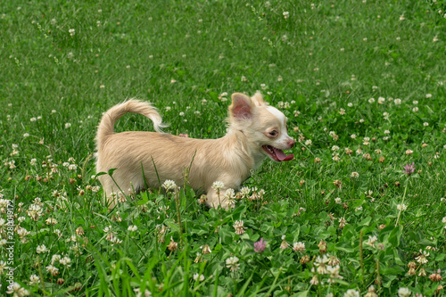Chihuahua puppies Cute Chihuahua puppies walk, frolic and smile on the green grass in the Park