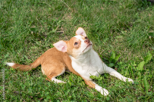 Chihuahua puppies Cute Chihuahua puppies walk, frolic and smile on the green grass in the Park