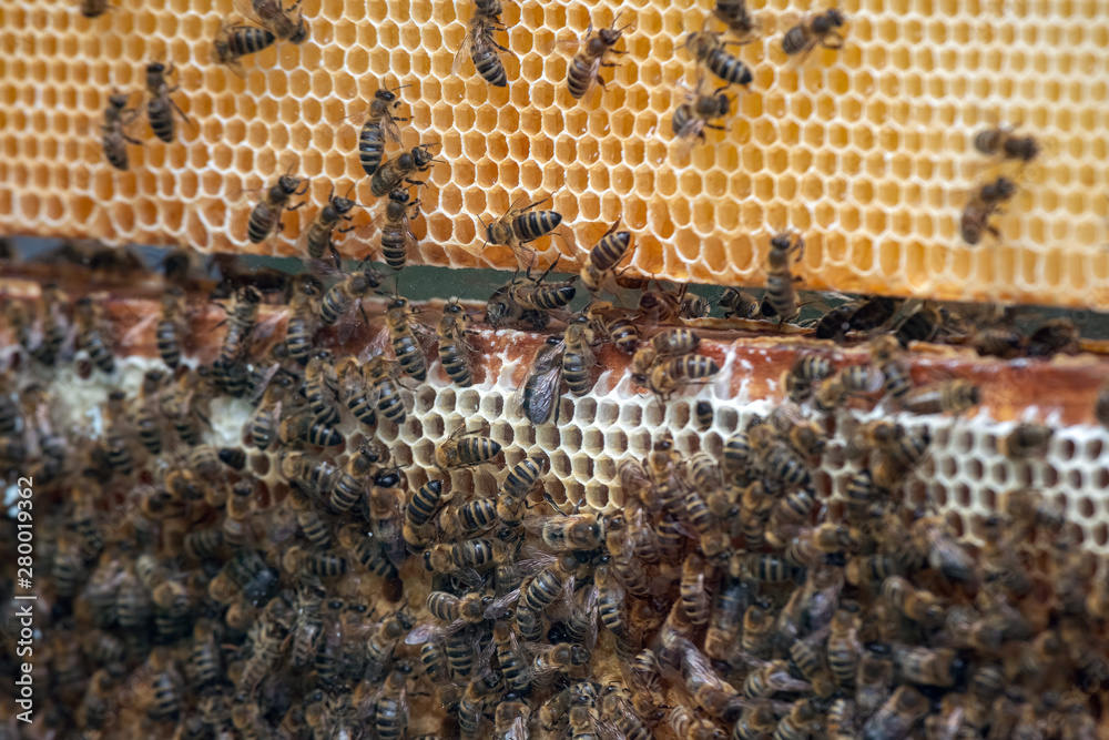 Thousands of bees on honeycombs with honey. Bees collecting nectar and putting into hexagonal cells after returning to beehive Thousands of bees on honeycombs with honey. Bees collecting nectar and putting into hexagonal cells after returning to beehive