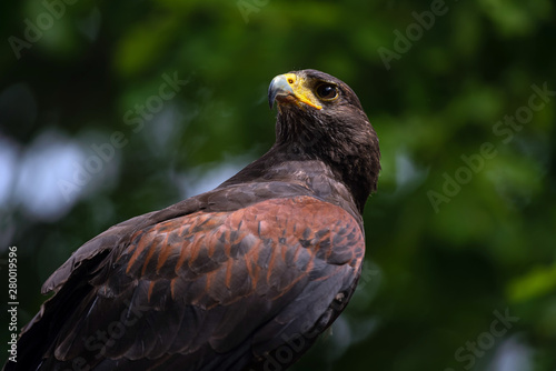 Peregrine brown falcon looking at prey. Close up of saker falcon isolated on green background outdoors