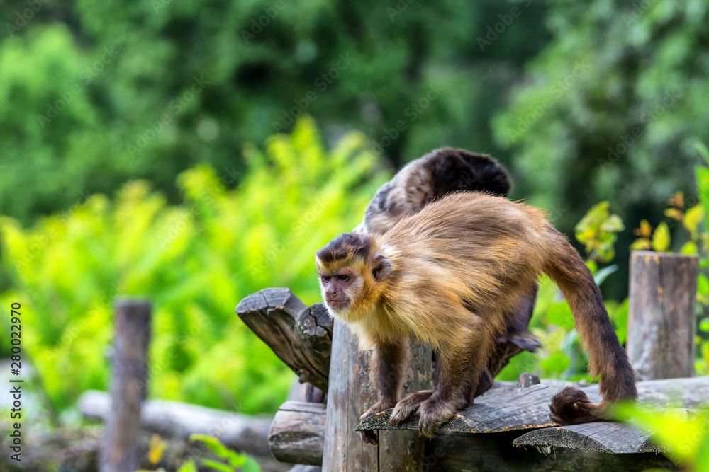 Two funny monkeys view. Funny monkeys. Funny monkey looking. Two funny  monkey looking Stock Photo | Adobe Stock